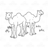 Two Brown Camels
