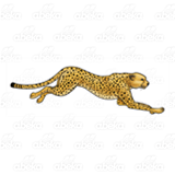 Spotted Cheetah