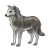 Gray Wolf Color PNG