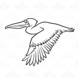 Gray Pelican