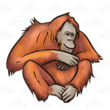 Red Orangutan