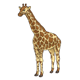 Giraffe with yellow and brown pattern