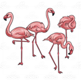 Four Pink Flamingoes