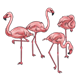 Four Pink Flamingoes 