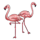 Two Flamingoes one with foot raised