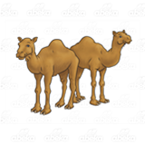 Two Brown Camels