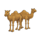 Two Brown Camels standing