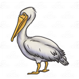Gray Pelican