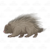 Gray Porcupine