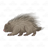 Gray Porcupine