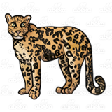 Tan Jaguar