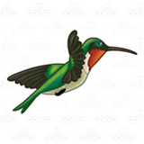 Green Hummingbird