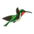 Green Hummingbird Color PNG