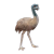 Emu Color PNG