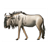 Gray Wildebeest Color PDF