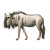 Gray Wildebeest Color PNG