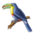 Toucan Color PNG