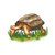Giant Brown Tortoise Color PDF