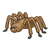 Brown Spider Color PDF