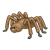 Brown Spider Color PNG