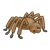 Brown Spider Color PNG