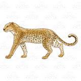 Golden Leopard