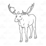 Male Moose