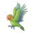 Green Lovebird Color PDF