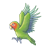 Green Lovebird Color PNG