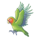 Green Lovebird with blue-tipped wings, flying