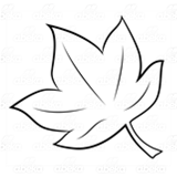 Sugar Maple Leaf