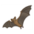 Brown Bat Flying Color PDF