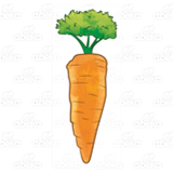 Medium Carrot