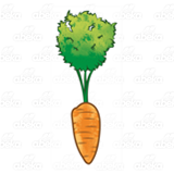 Short Carrot