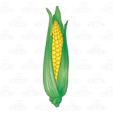 Small Ear of Corn