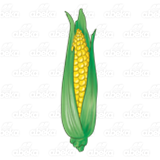 Small Ear of Corn
