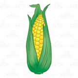 Big Ear of Corn