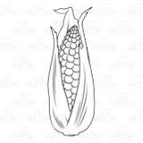 Big Ear of Corn
