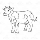 Black and White Cow