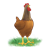 Crowing Rooster Color PNG