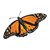 Monarch Butterfly Color PDF