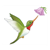 Ruby-Throated Hummingbird Color PDF