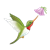 Ruby-Throated Hummingbird Color PNG