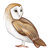 Barn Owl Color PDF