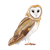 Barn Owl Color PNG