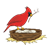 Red Cardinal Color PNG