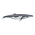 Humpback Whale Color PDF