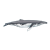 Humpback Whale Color PNG