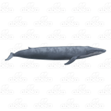 Blue Whale 2