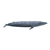 Blue Whale 2 Color PDF